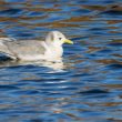 Mouette tridactyle